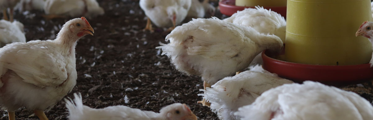 carnivoros conscientes