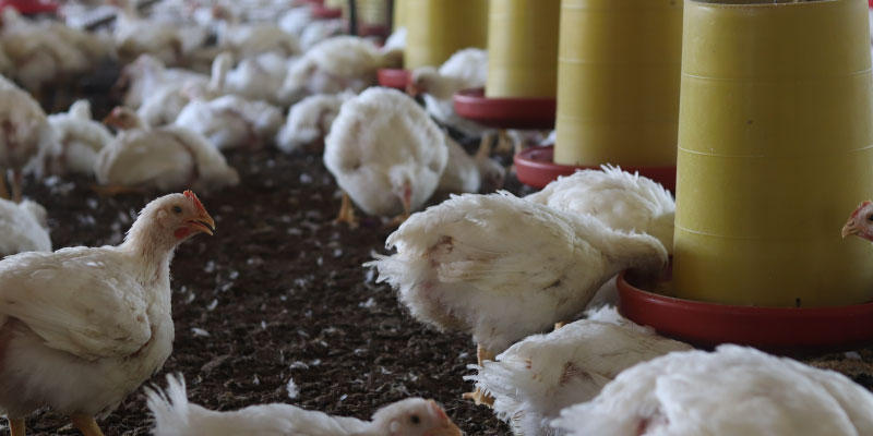 carnivoros conscientes