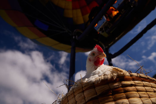 Todo lo que debes saber sobre el origen del pollo
