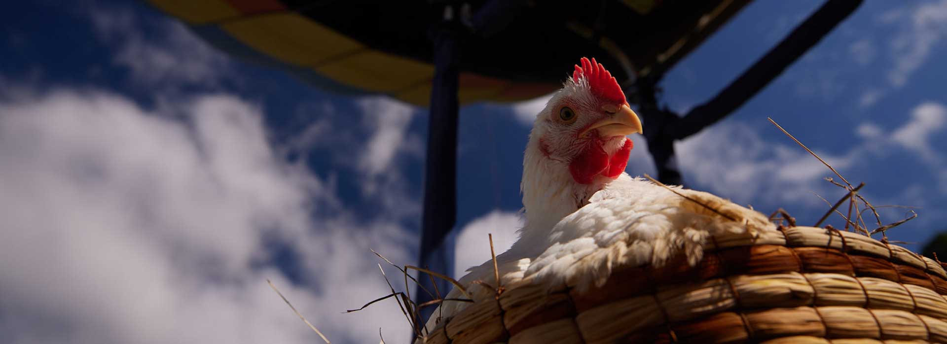 Todo lo que debes saber sobre el origen del pollo