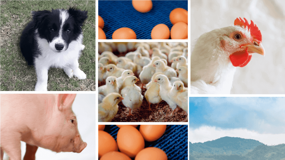 Fusión en Momentos Friko